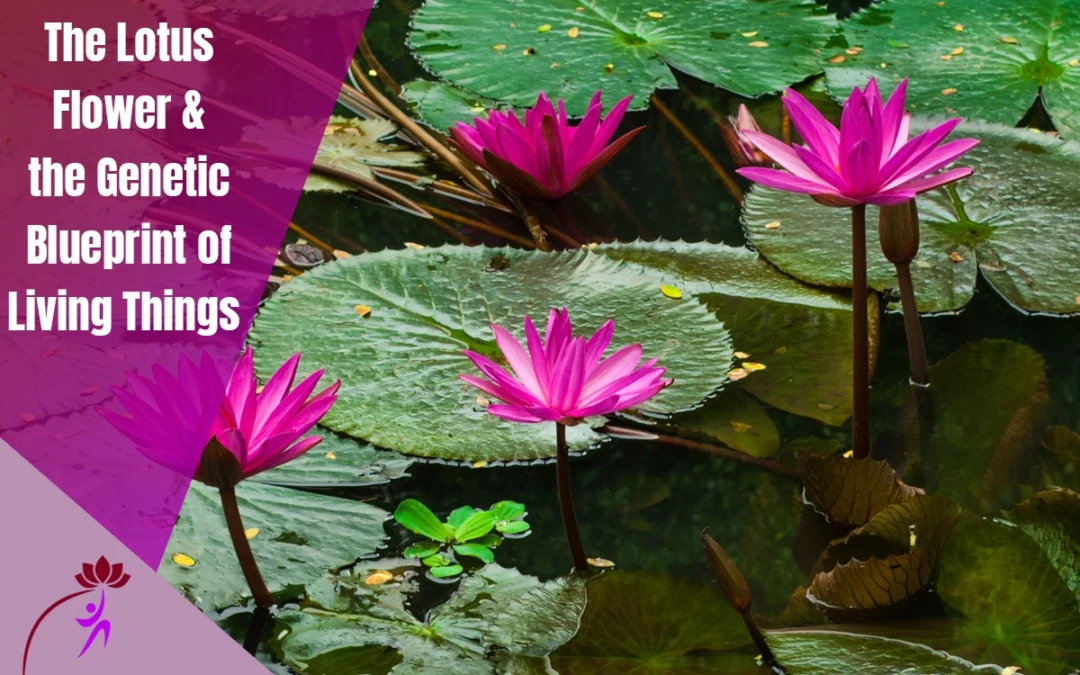 The Lotus Flower & the Genetic Blueprint of Living Things